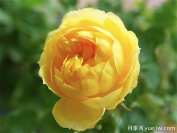 十年月季路，分享4款月季老品種的養(yǎng)護心得