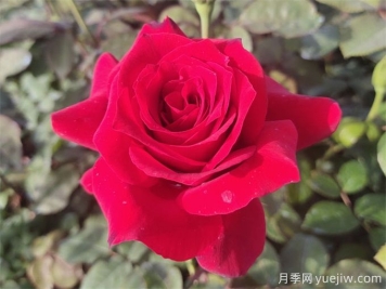 送花有講究，玫瑰花語(yǔ)、支數(shù)寓意告訴你