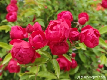 院子再小，也要養(yǎng)上紅木香月季！開花量大，開成花海！