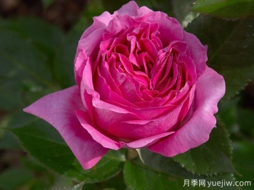 伯納黛特拉方特月季介紹，花美花大濃香勤花
