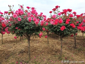 園林植物設(shè)計(jì)，超強(qiáng)植物知識(shí)總結(jié)