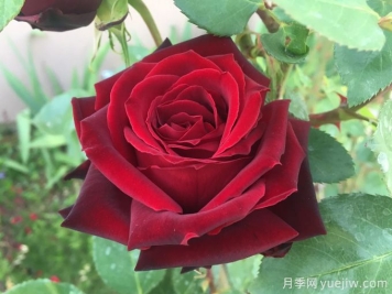 黑珍珠月季，神秘美麗的黑色玫瑰