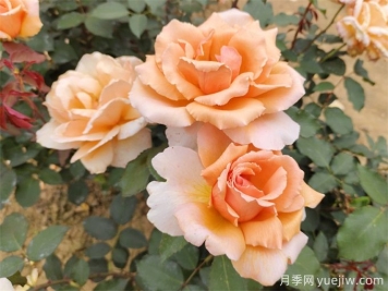 月季養(yǎng)殖沒(méi)那么難，給你三字經(jīng)