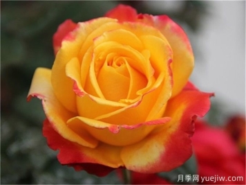 種植大花月季需要注意什么細節(jié)？