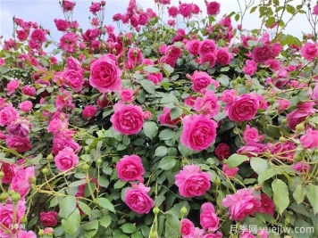 想讓月季多開幾波花？藤本月季橫拉有辦法