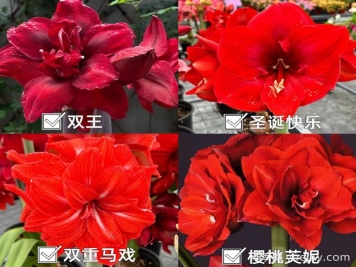 ?紅橙粉白，四大色系朱頂紅品種盤點