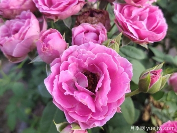壓條繁殖后的月季枝條，為什么那么容易開花呢？