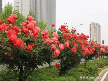 合肥樹狀月季花爆火！真相沒你想得那么簡單！