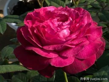 詹尼斯凱洛格月季/伊芙詹尼斯月季