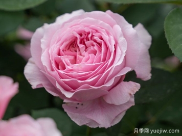 玫瑰與月季，rose中的典雅華麗