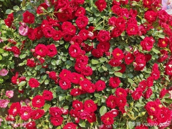 如何打造一面月季花墻？