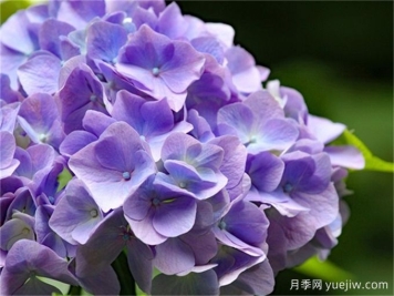 北方懶人低維護(hù)花園植物合集(開花類)，你認(rèn)識幾種？