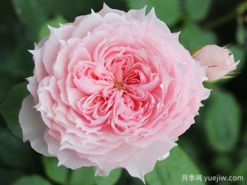 莫妮卡戴維月季，花美香濃、復花快、抗病性強