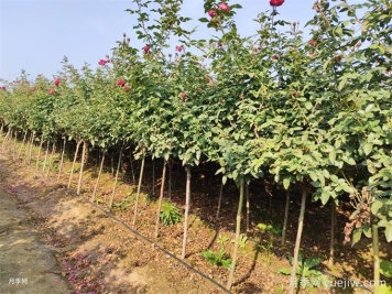 根據(jù)全國耐寒區(qū)位圖，12月月季養(yǎng)護(hù)我們該做點(diǎn)啥？