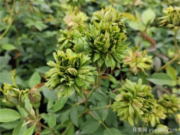 綠萼月季，綠色的古老國(guó)寶月季