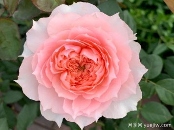 莫妮卡戴維月季冬季養(yǎng)護