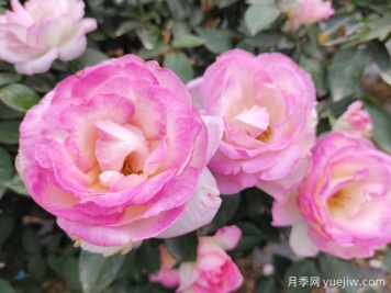 常見植物風(fēng)水學(xué)之“五行”劃分，讓你的運勢更旺！