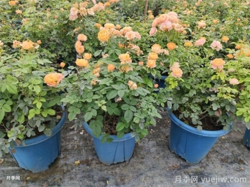 月季園土配比辦法