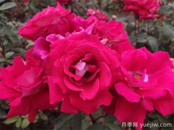 大花月季花的修剪基本原則