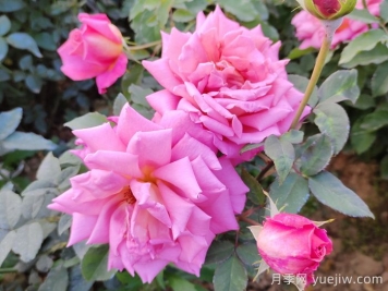 泉州適合種月季花嗎？