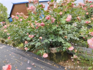 月季花爛根怎么辦？