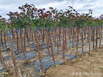 樹樁月季培養(yǎng)，首先要選對土壤