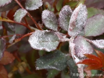 白粉病對月季苗有什么危害？