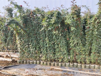藤本月季為什么不開(kāi)花？