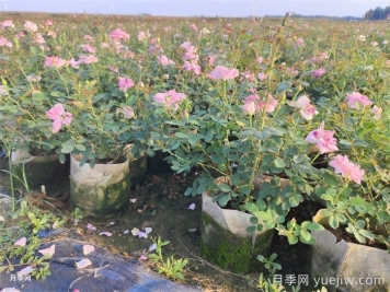月季花葉子發(fā)黃怎么回事？4個(gè)原因