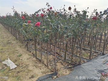 月季冬剪有統(tǒng)一時間嗎？各地不同別亂剪