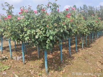 月季樹好活嗎？月季樹移栽成活率怎么樣？