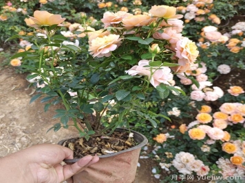 買到激素月季了不要慌，教你月季苗復(fù)壯爆花