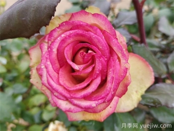 夢(mèng)露月季養(yǎng)殖方法和注意事項(xiàng)
