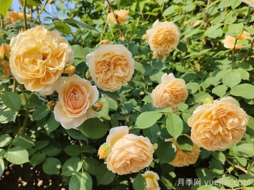 月季花肥如何選擇？花多多2號(hào)和磷酸二氫鉀的區(qū)別