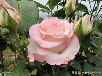 送了這么多年的玫瑰，竟然全是月季？