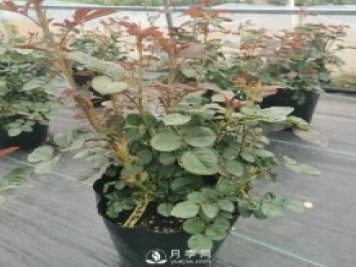 地栽月季幾月份移栽好？