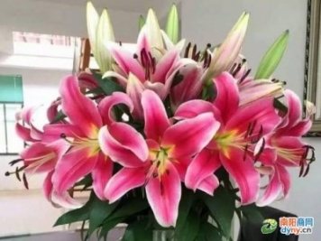 半年擁有千名鐵桿客戶 南陽百合花王子蔣太龍怎么做到的