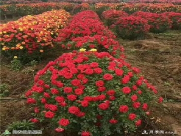 月季之鄉(xiāng)，漫步南陽市石橋鎮(zhèn)細(xì)嗅花香飄九州