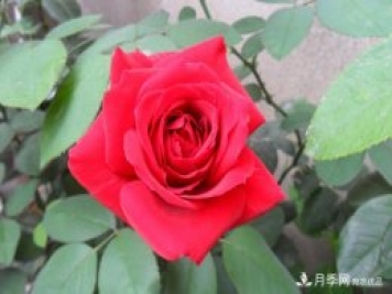 香水月季栽培中如何修剪養(yǎng)護(hù)？