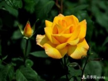 金獎章月季Gold Medal推薦