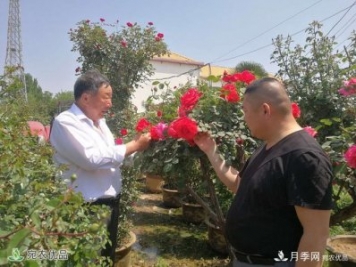 四季花開(kāi)美名揚(yáng)——訪南陽(yáng)“月季大師”蘇金朋、蘇玉果父子