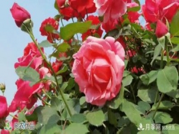 月季之鄉(xiāng)美不勝收！南陽月季景觀路觀賞指南，請收好！