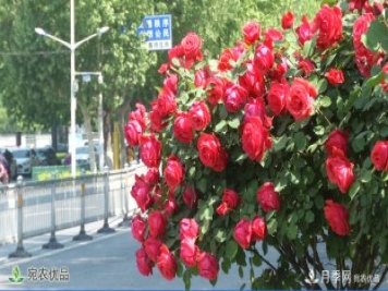 美不勝收芳香怡人！濟寧街頭月季花開正艷
