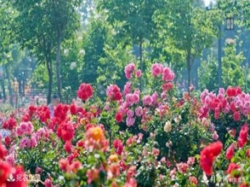 萊州月季，任尚泉月季花海里的兵支書