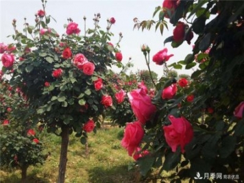 南陽月季_樹狀月季_南陽月季樹批發(fā)價(jià)格