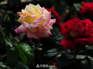 玫瑰、月季分不清？你買的玫瑰可能都是月季！