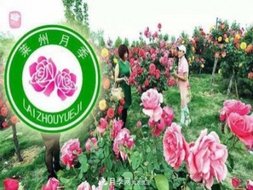 山東有三座城市以花聞名，除了菏澤牡丹平陰玫瑰，還有萊州月季之都