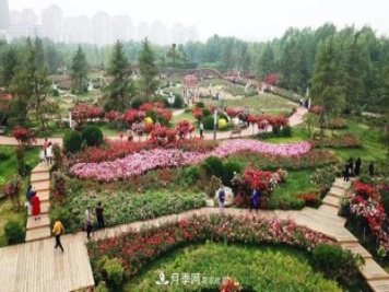 提升月季景觀，月季補(bǔ)植為河北廊坊城區(qū)綠化“錦上添花”
