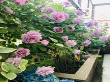 新手買(mǎi)月季花，避開(kāi)這個(gè)坑，不然會(huì)吃虧