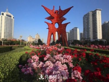 商丘市花月季爭相盛放，增艷商丘市容